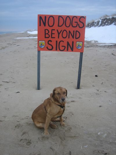 Dog sitting on the beach in front of sign that says, "No dogs beyond sign."