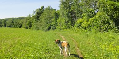 Dog walking on trail.