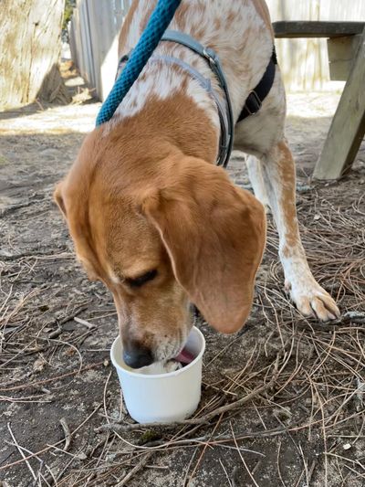 Dog eating cup of ice cream.
