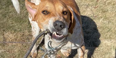 Dog chewing stick.
