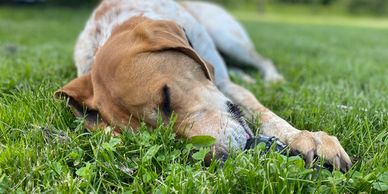 Dog sleeping in the grass.