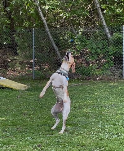 Dog jumping in the air.