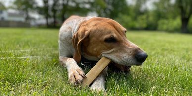 Dog chewing a bone in the grass.