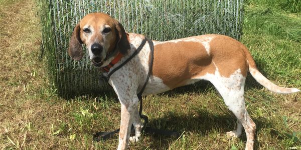 Redtick Coonhound standing in front of hay bale.
