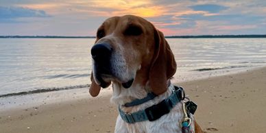 Dog on the beach.