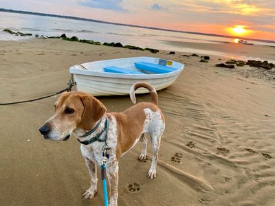 Hound dog standing in front of a boat on the beach at sunset.