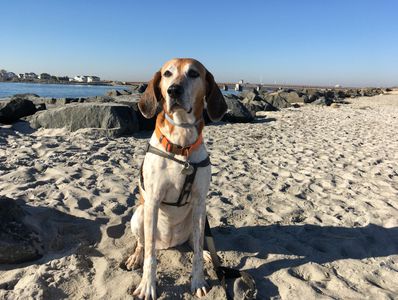 Dog sitting on the beach. 