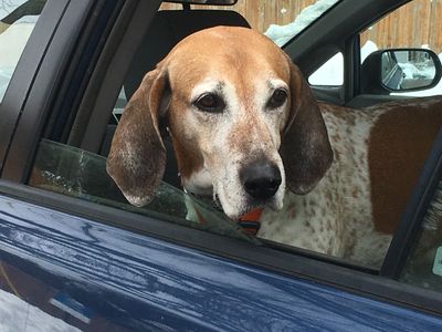 Hound dog hanging out the car window.