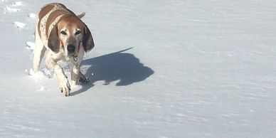Dog walking through the snow.