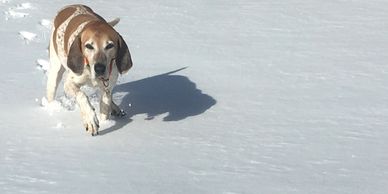 Dog walking through snow.