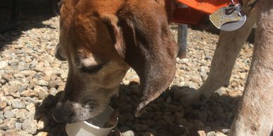 Dog eating ice cream.