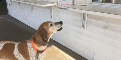 Dog at ice cream ordering window,