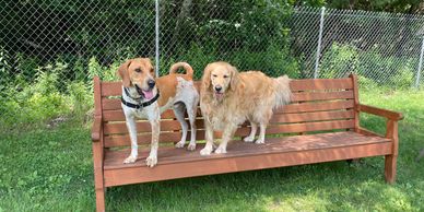 Dogs standing on a bench.