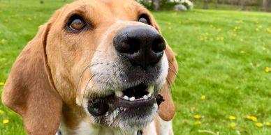 Dog headshot.