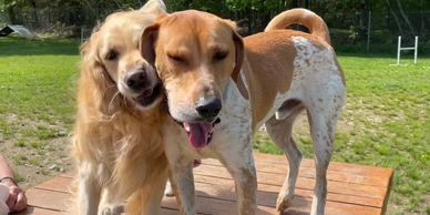 Dogs playing on a picnic table.