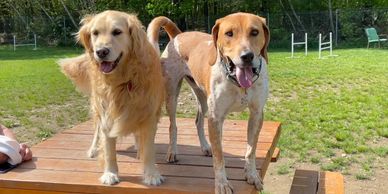 Dogs on a picnic table.