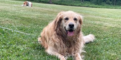 Golden Retriever in the grass.