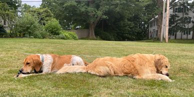 Golden retriever and hound dog laying in the grass.