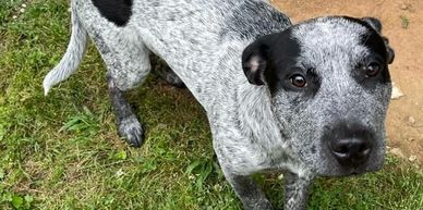 Dog looking at camera.