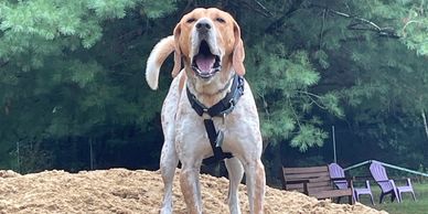 Dog standing on sand pile.
