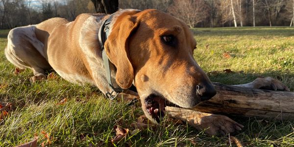 Hound dog chewing a branch on the law.