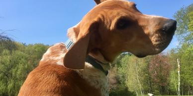 Dog in the grass.