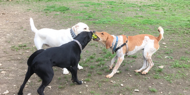 Three dogs tugging.