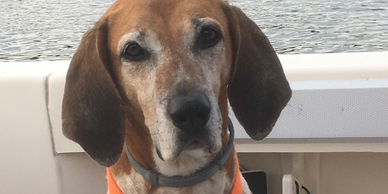 Dog on a boat.