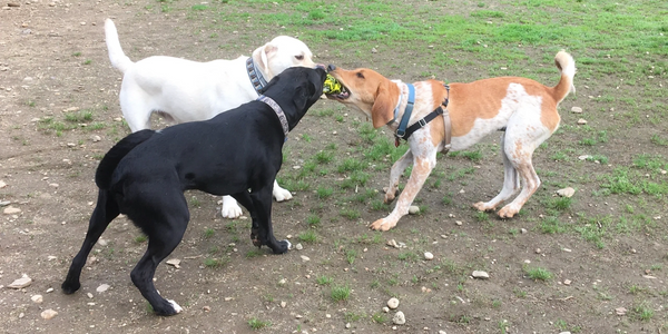 Three dogs playing tug.