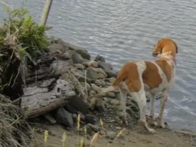 Dog on the edge of the water.