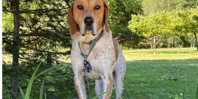 Dog standing on wall.