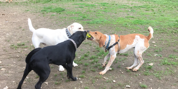 Three dogs playing tug.