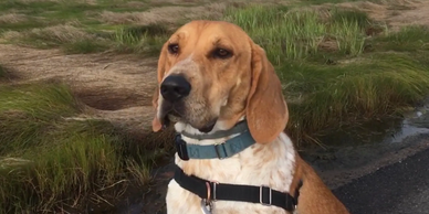 Dog on marsh.