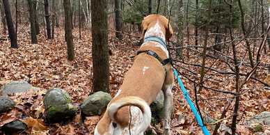 Dog standing on a wall.