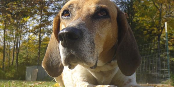 Hound dog headshot