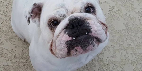 Bull dog looking at camera.