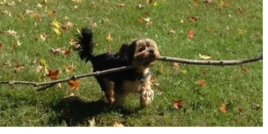 Yorkie with big stick.