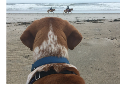 Dog watching horses on the beach.