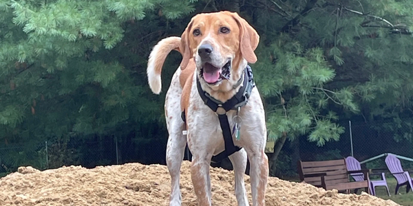 Dog standing on a sand pile.