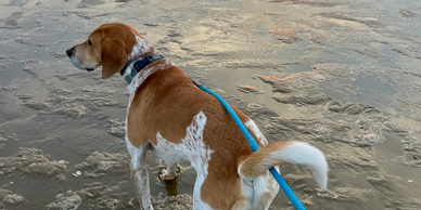 Dog on the beach.