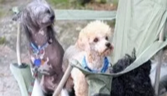Poodles in camp chairs.
