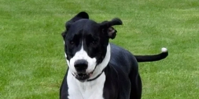 Dog running in the grass.