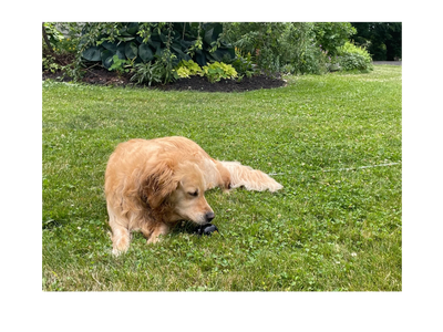 Golden retriever laying in the grass.