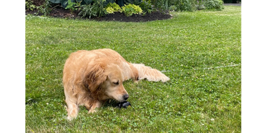 Golden retriever in the grass.
