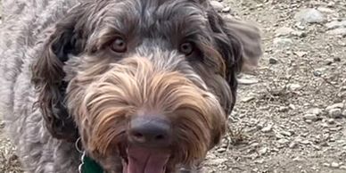Dog looking at camera.
