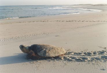 After laying her eggs in the sands, a sea turtle returns to sea.