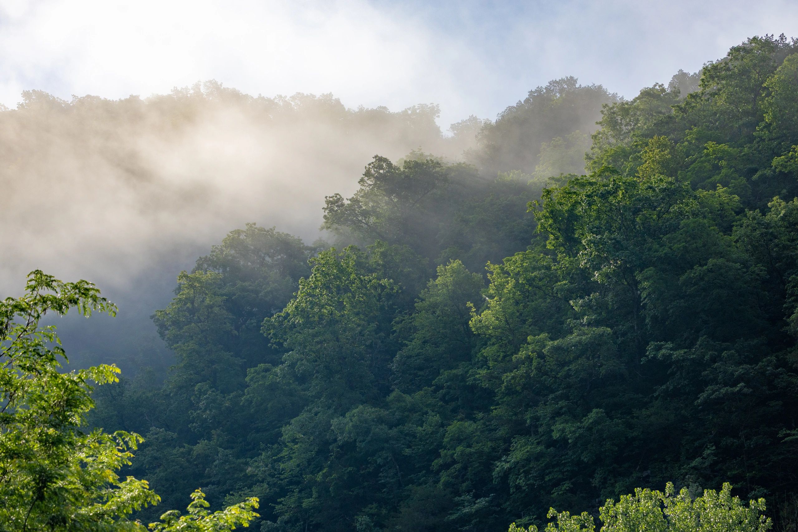 Nature and Wildlife Photography by Amber March Photography