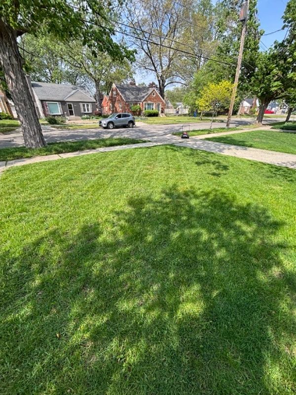 Sunny suburban street with green lawns and residential houses.