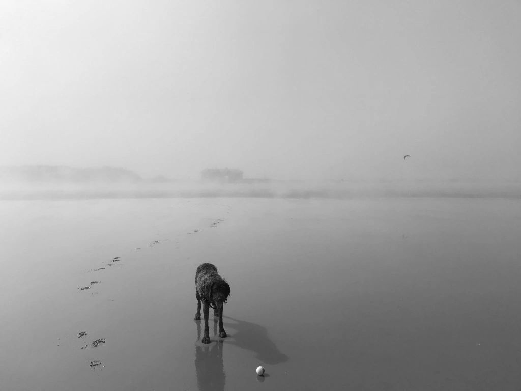 The ocean and a ball a dog's life is good