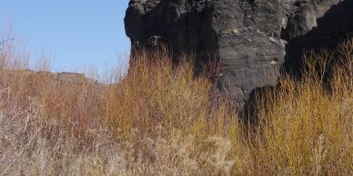 Rock formation with dry shrubs under clear blue sky.